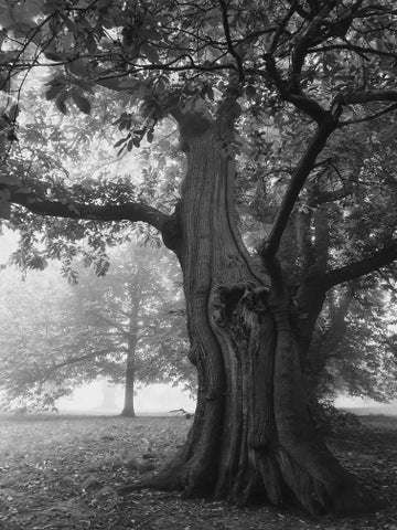 Greenwich Park