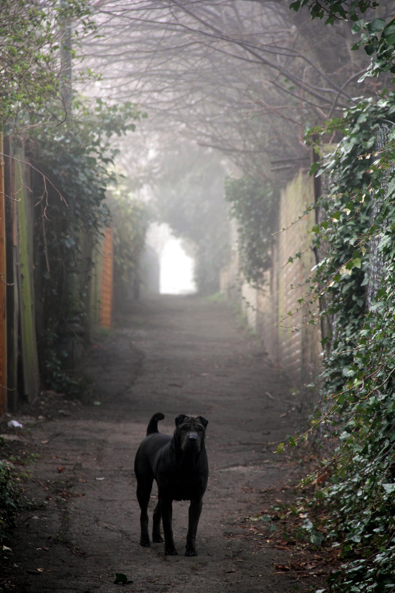Hilly Fields in the Fog, Oscar