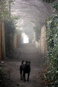 Hilly Fields in the Fog, Oscar