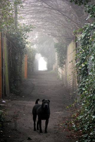 Hilly Fields in the Fog, Oscar