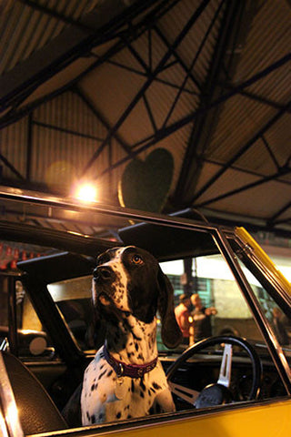 Park it in the Market, Greenwich, Car Dog