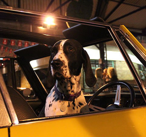 Park it in the Market, Greenwich, Car Dog 2