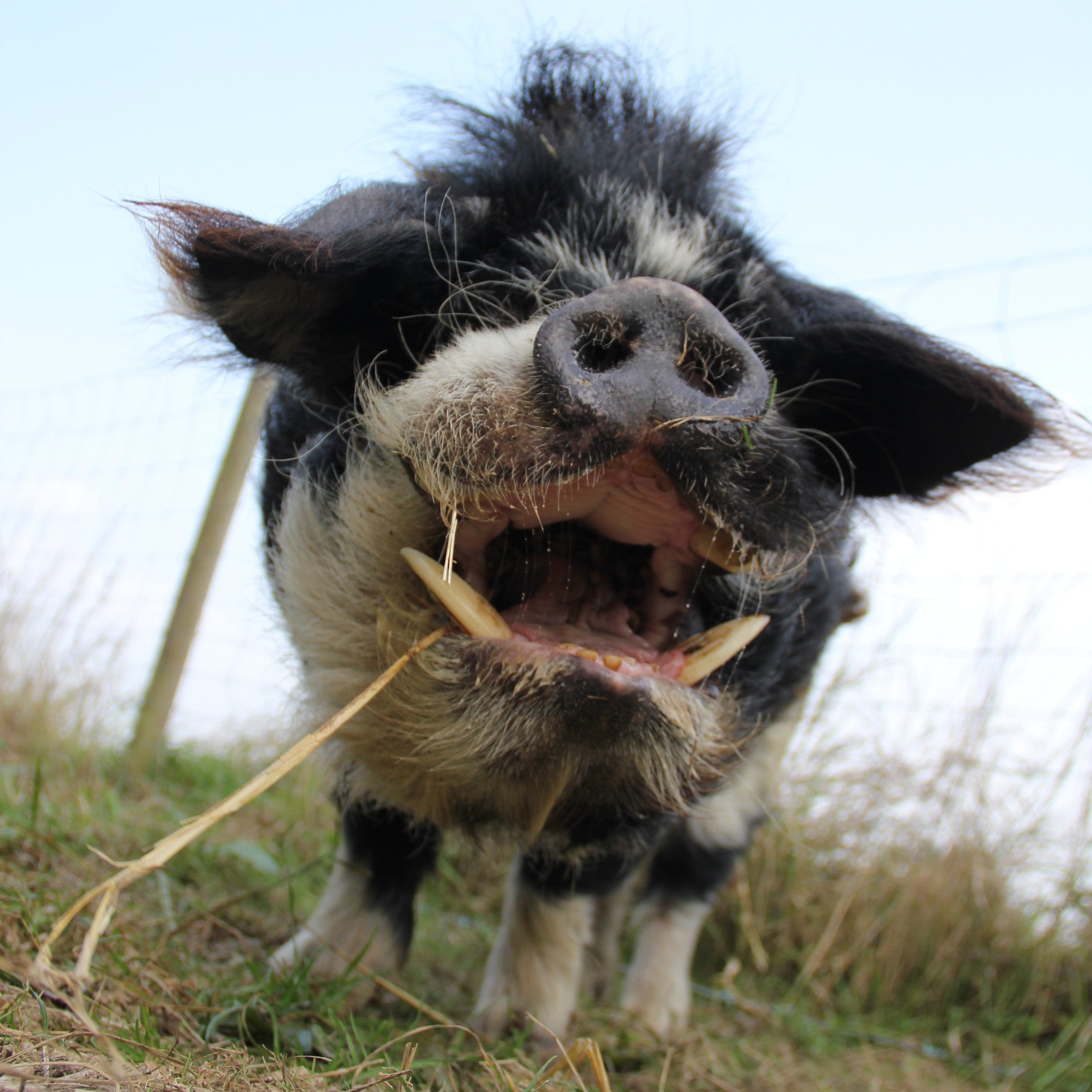 Ali's Farm Pig - Life on Farm