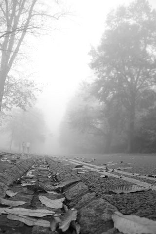 Greenwich Park Fog