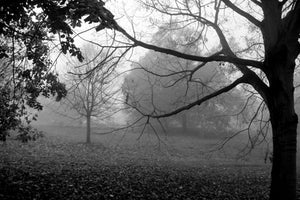 Greenwich Park Fog