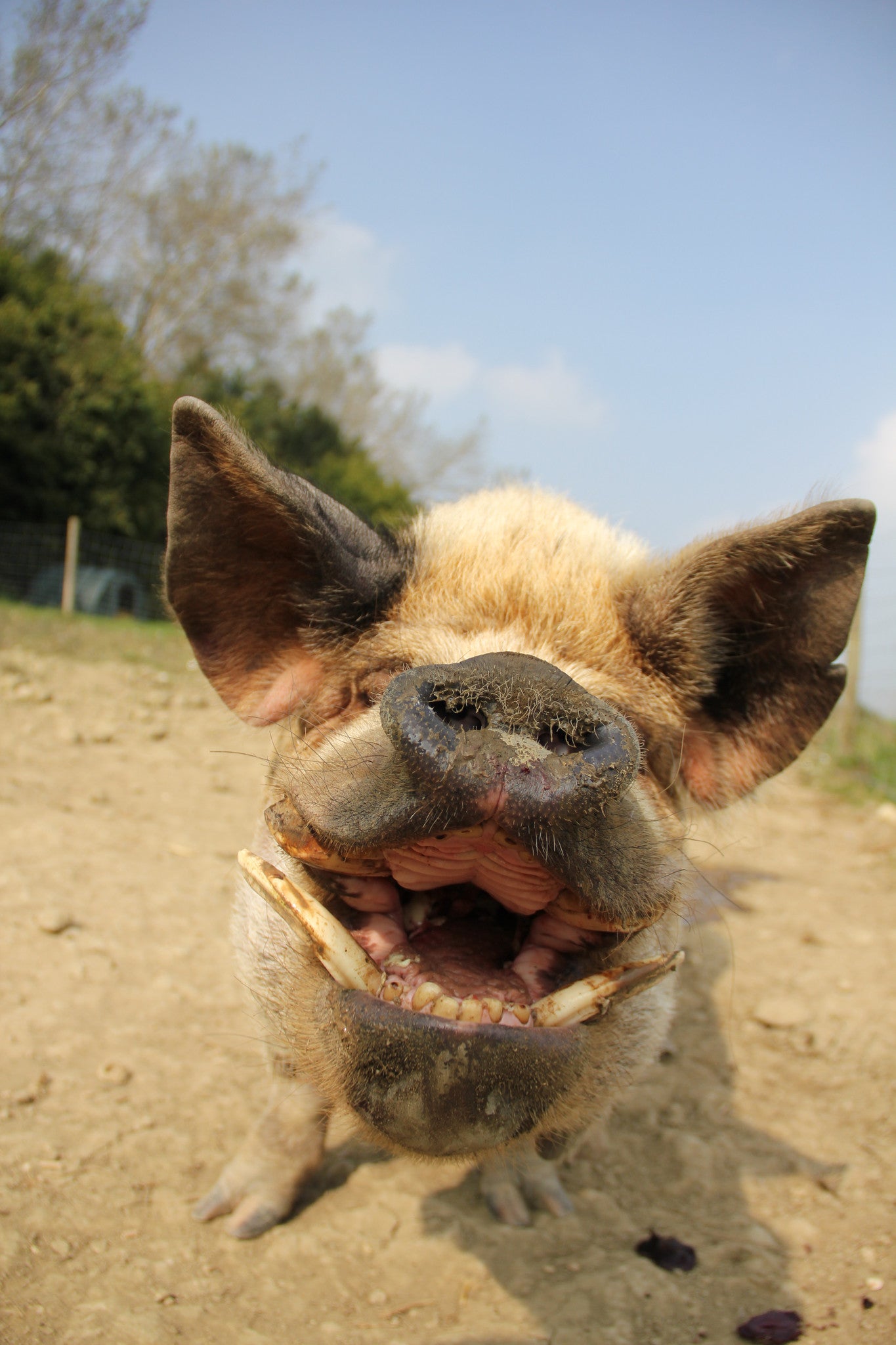 Ali's Farm Pig - Life on the Farm