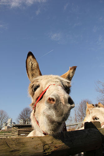 Mudchute Farm, Canary Wharf, Donkey