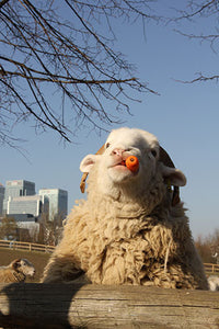Dave the Sheep - Mudchute Farm, Canary Wharf