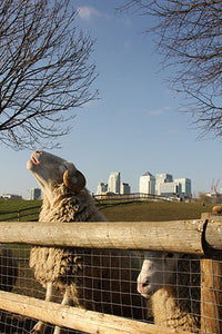 Mudchute Farm, Canary Wharf, John the Sheep