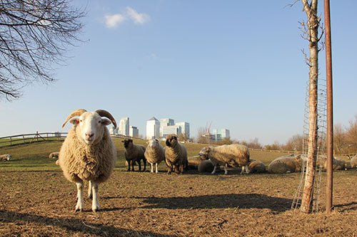 Mudchute Farm, London - The sheeple
