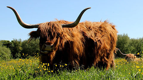 Highland Cows, Canterbury